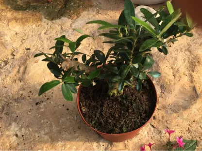 זית ארופי שתיל קטן