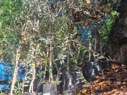 זית אירופאי פישולין