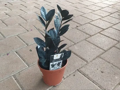 זמיוקולקאס שחור