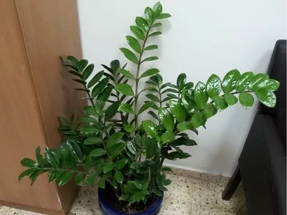 זמיוקולקאס