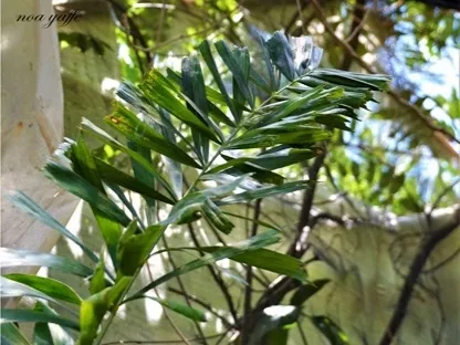 דקל זנב שועל