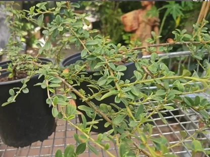 חבושית כפר הנשיא