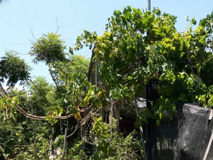 צמחיה פראית בצידי המשתלה