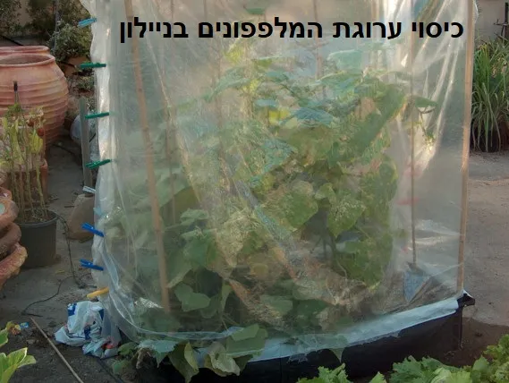 כיסוי ערוגות המלפפונים בניילון