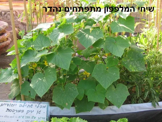 שיח מלפפון מודלה על במבוק