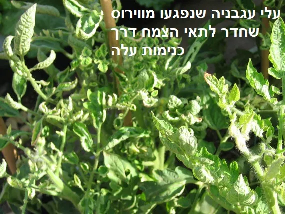 עלי עגבניה פגועים מוירוס וכנימות עלה