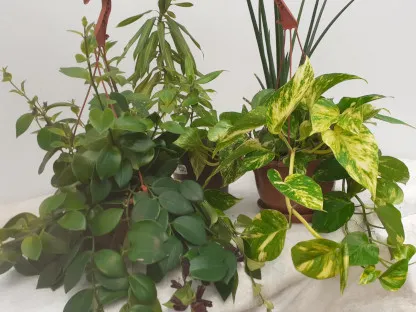 צמחים חזקים לבית