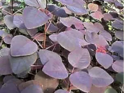 חלבלוב דמוי קוטינוס