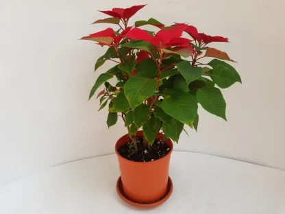 פריחה אדומה ועלווה ירוקה של חלבלוב הדור