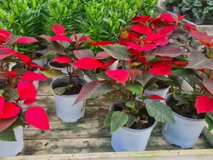 חלבלוב הדור