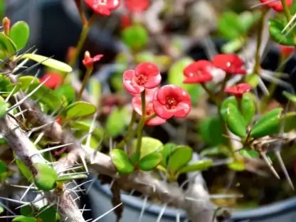 חלבלוב קוצני זקוף ננסי