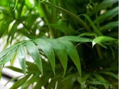 חמדוראה נאה