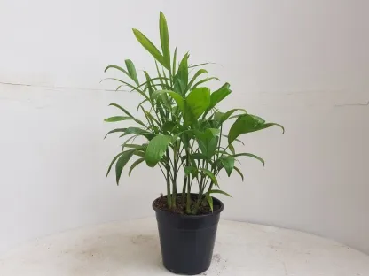 חמדוראה זיפריץ