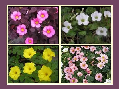 פריחה בשלל צבעים של חמציץ ארגמני