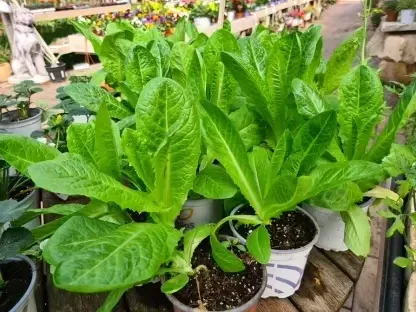 חסה בעציץ 10-12 ס"מ