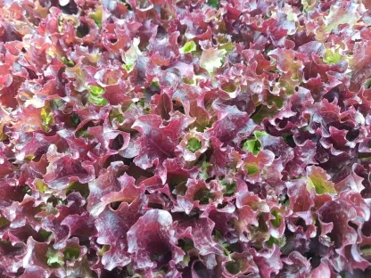 חסה מסולסלת אדומה