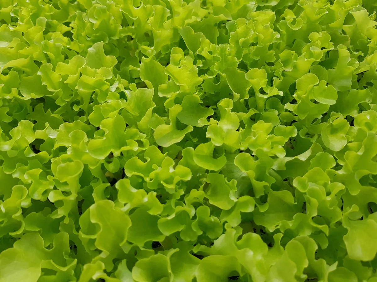 חסה מסולסלת ירוקה