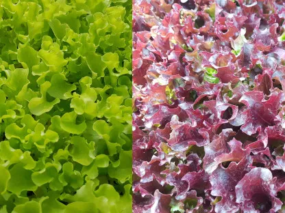 שתילי חסה מסולסלת