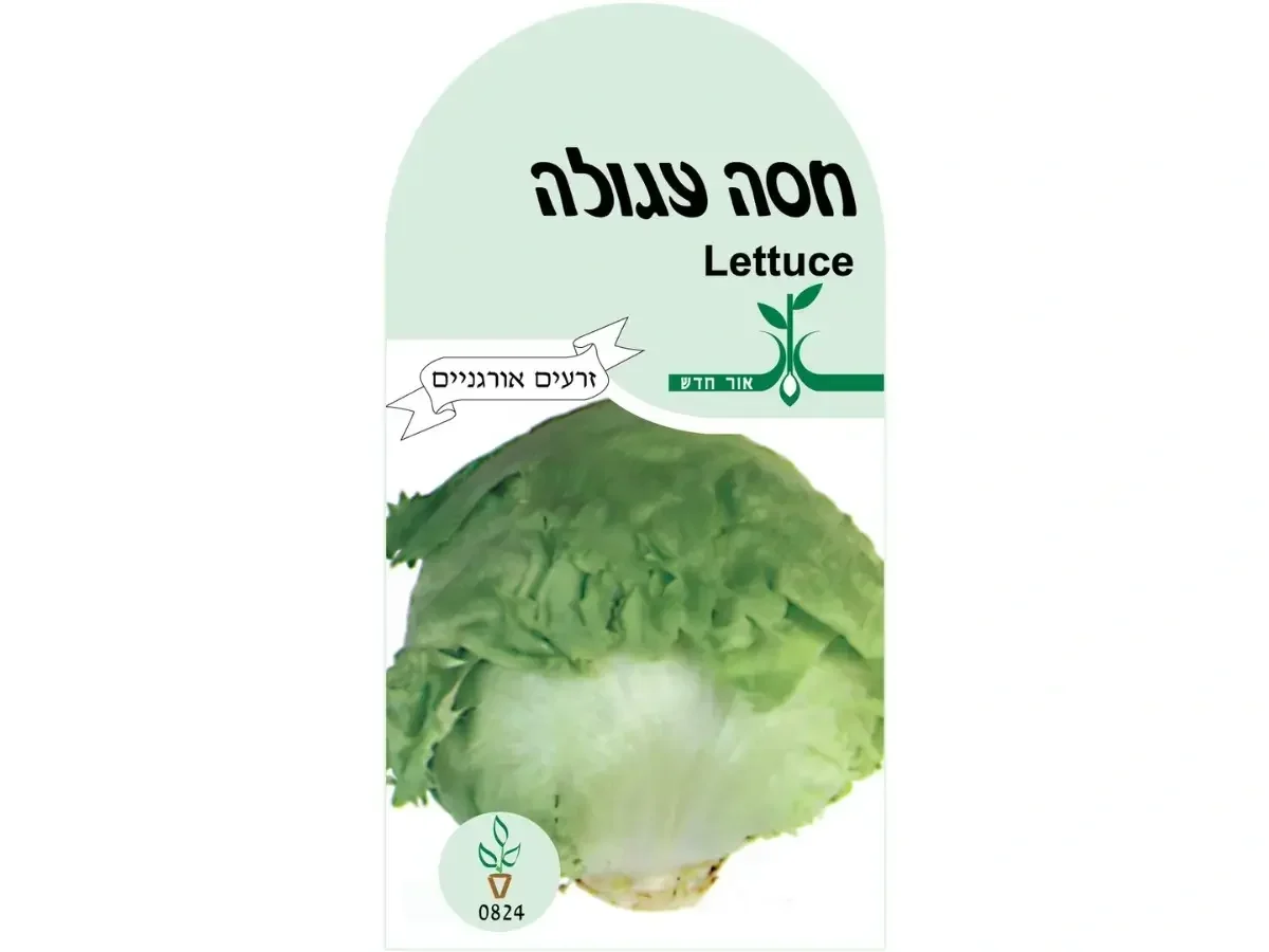 חסה עגולה זרעים אורגנים