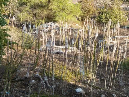 פריחת חצבים בישוב קדומים