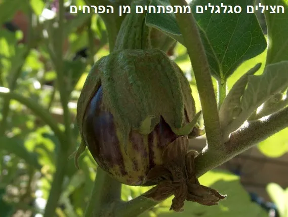 חצילים סגלגלים מתפתחים מן הפרחים