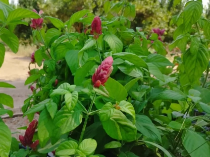 חצית הטיפין