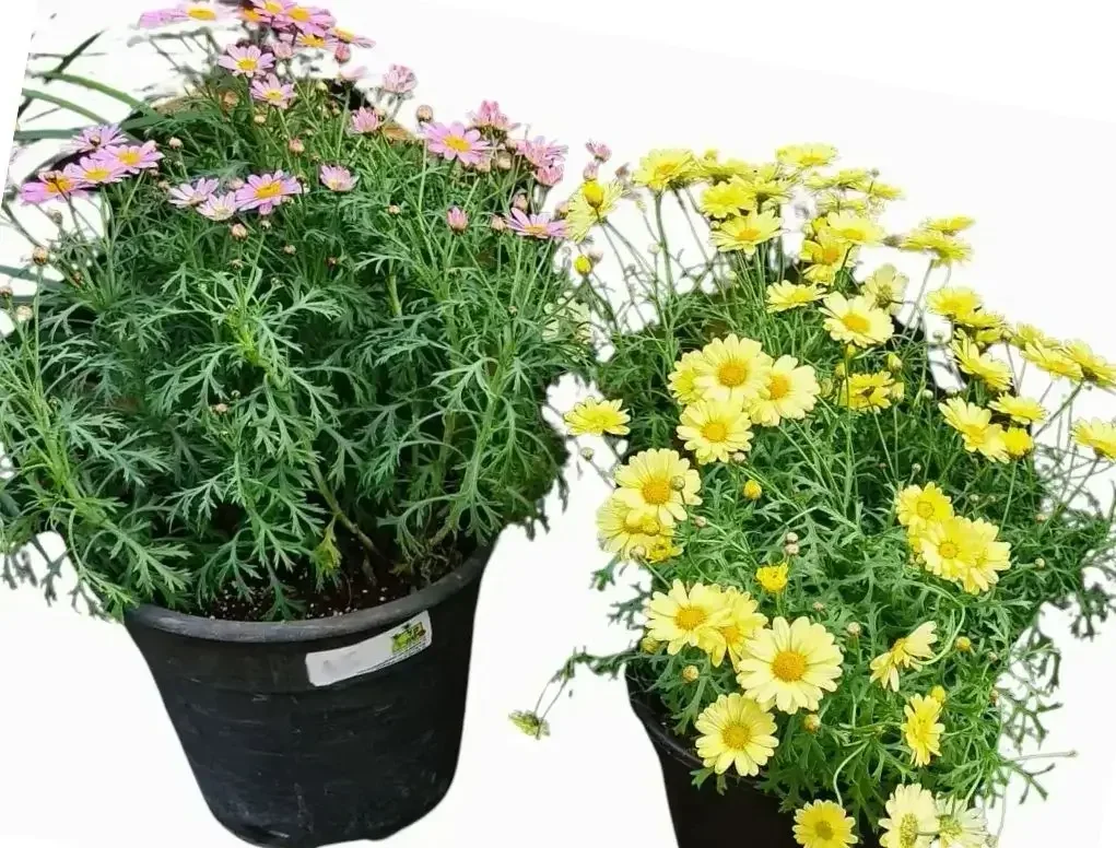 חרצית שיחית שלל צבעים