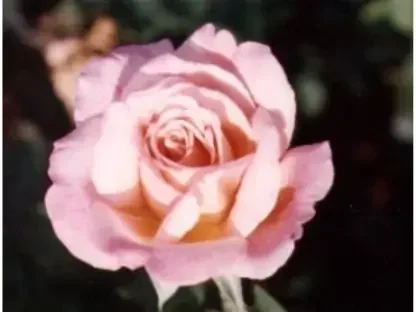 ורדים חשופי שורש - טהיטי