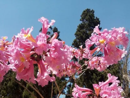 טבבויה איפה