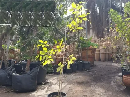 טבבויה איפה