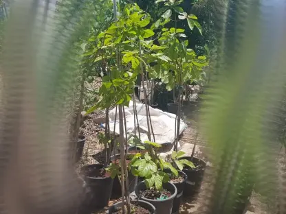 טבבויה צהובה