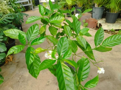 טברנמונטנה עטורה