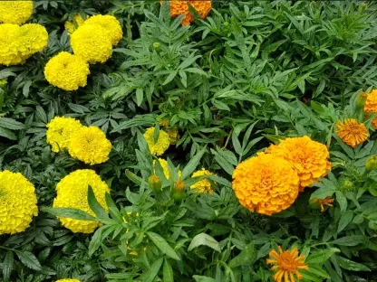 טגטס זקוף אמריקני
