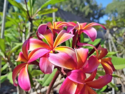 פריחה בכתום ורוד של טדי נווילד