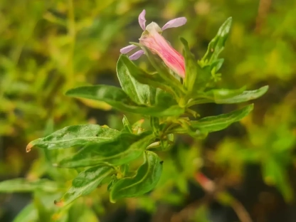 פריחת גבנון מקסיקני טוינקי פינק בסגול-ורוד