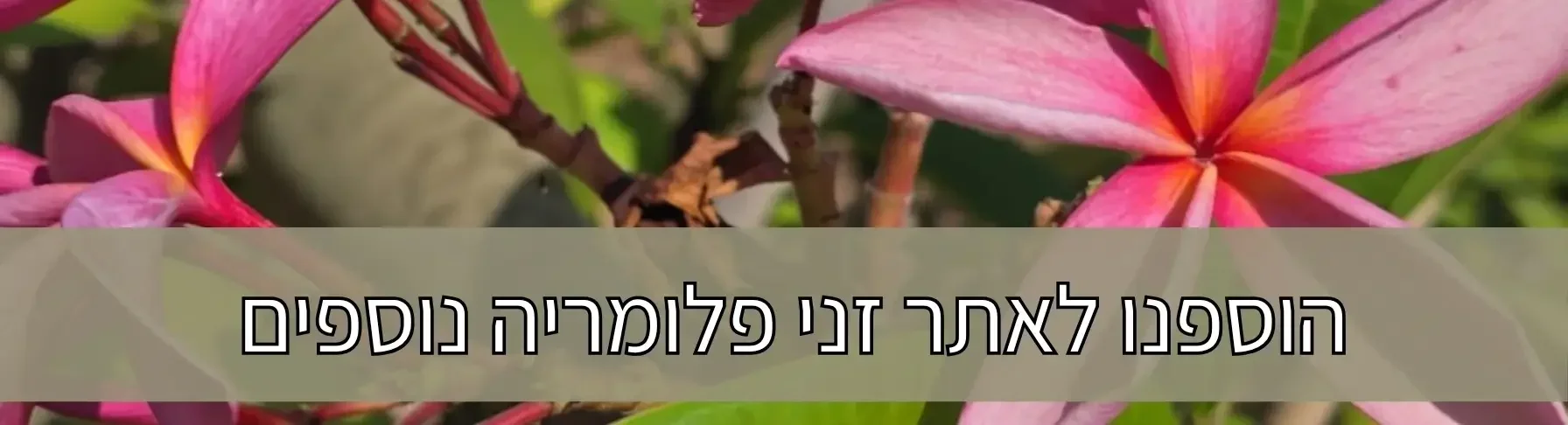 הגיע הזמן לשתול וליהנות  פריחת פלומריה במשתלה