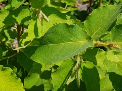 איקליפטוס טורלי