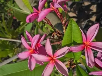 פלומריה "טורונטו לילך" 192 – פריחה ורודה עם מרכז כהה