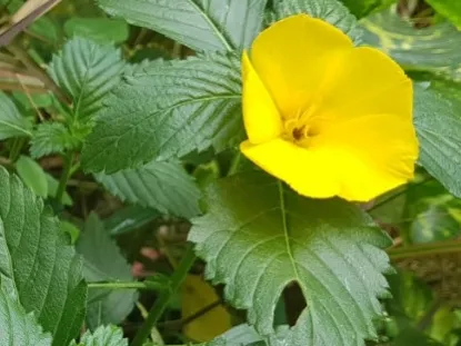 טורנרה  -  Turnera ulimfolia