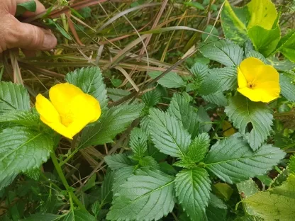 טורנרה אולימפוליה