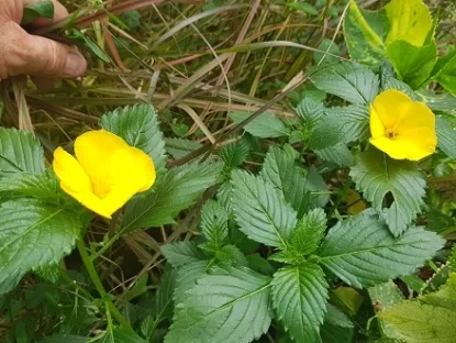 טורנרה אולימפוליה