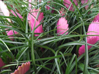 טילנדסיה כחולה