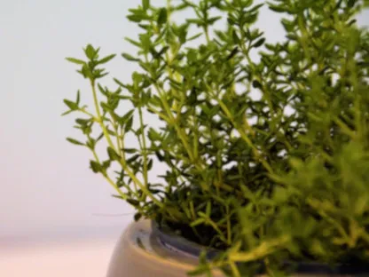 בת קורנית "טימין" פשוטה