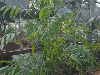 חמדוראה זיפריץ 50 ליטר