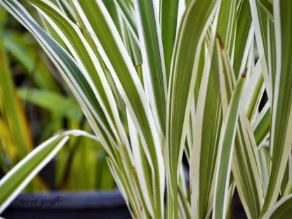 דיאנלה טסמנית מגוונת