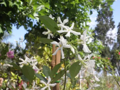 טרכלוספרמון יסמיני