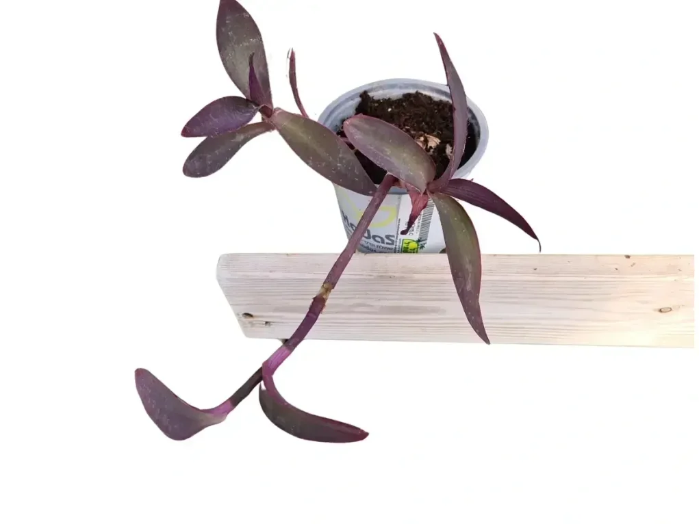 יהודי נודד סגול (ארגמני משתלשל)