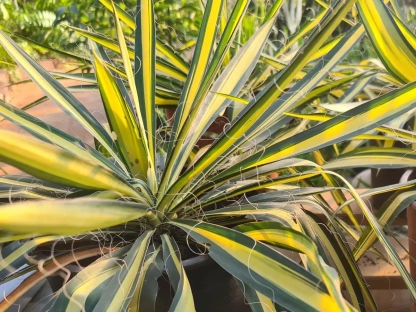 יוקה סיבית מגוונת
