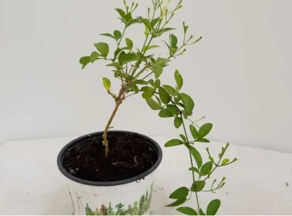 יסמין אזורי