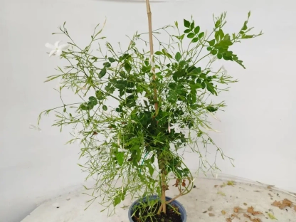 יסמין רפואי